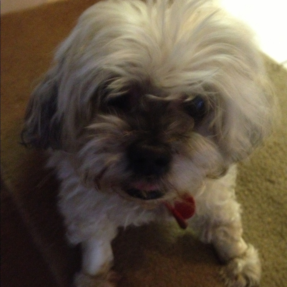 Meet your Posher, Clara